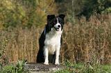 BORDER COLLIE 1341